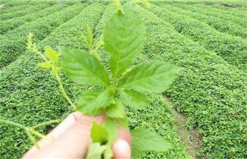 绞股蓝种植技术