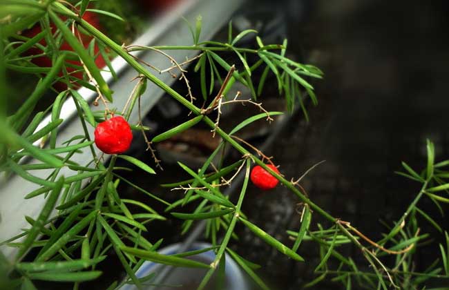 天门冬的种植技术方法和管理