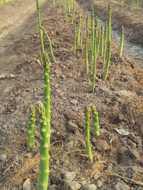 芦笋的种植方法