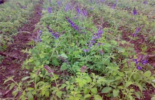 白花丹参种植技术(白花丹参去哪里买)