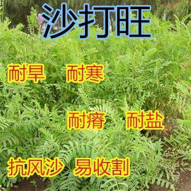 沙打旺种植技术