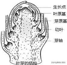 花、果形成过程(花果的生长过程)