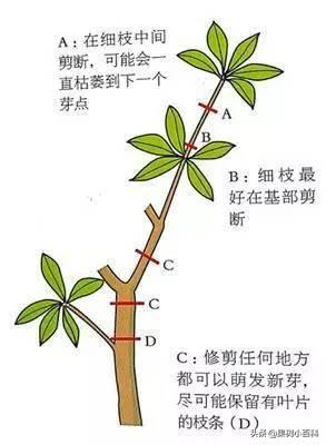 花、果形成过程(花果的生长过程)