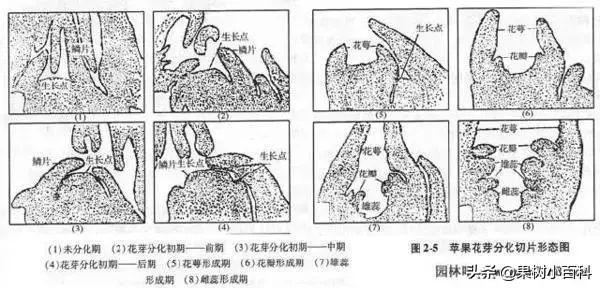 花、果形成过程(花果的生长过程)