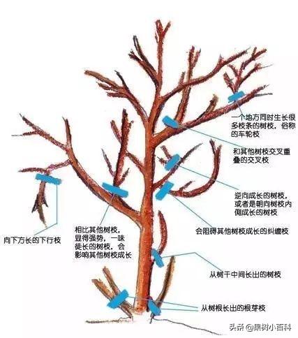 花、果形成过程(花果的生长过程)