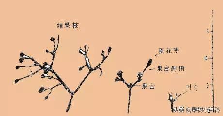 花、果形成过程(花果的生长过程)