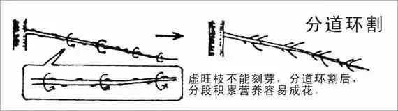 苹果园管理(三月份)(苹果园果园管理工作历)