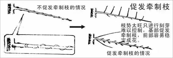 苹果园管理(三月份)(苹果园果园管理工作历)