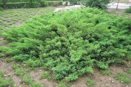 铺地柏的养殖方法和注意些什么(铺地柏树图片)