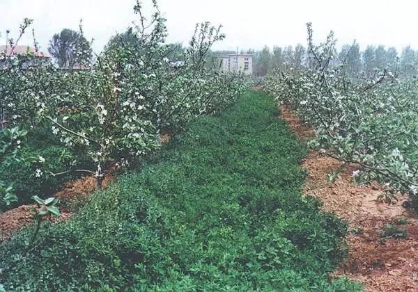 解读果树绿色防控技术，生态防控 物理防治 生物防治