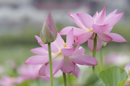 莲花什么时候开花(莲花什么时候开花季节)