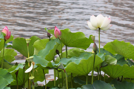 莲花什么时候开花(莲花什么时候开花季节)