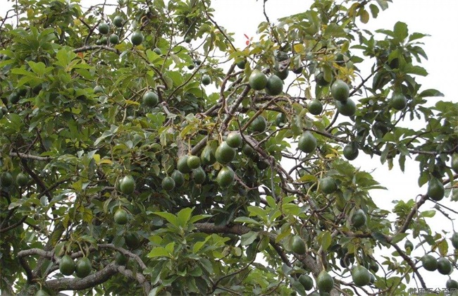 牛油果经常遇见病害及防治(牛油果叶子病害)