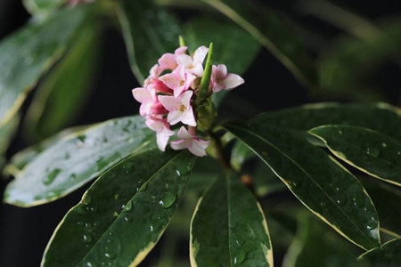 瑞香花怎么种植家庭养法(瑞香花的栽培技术与管理)