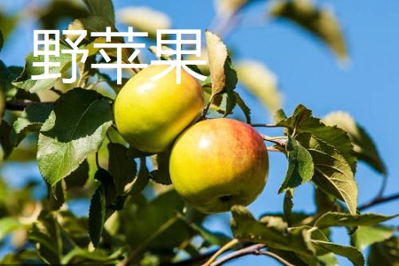 野苹果与普通苹果的差别