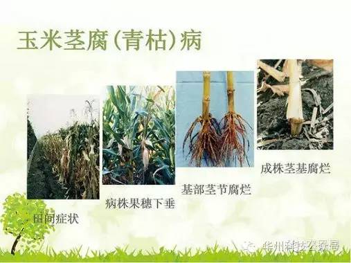 玉米病虫害防治图谱(墨西哥玉米草病虫害)