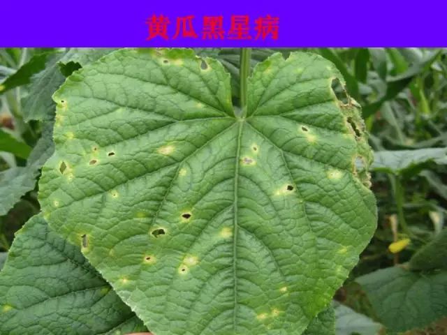 超级实用蔬菜病虫害用药及图谱集合(蔬菜病虫害诊断与防治图谱)