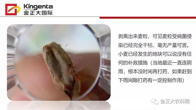 作物病虫害诊断及农药应用基础