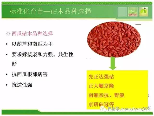 超详细西瓜标准化栽培技术(现在最新西瓜种植技术)