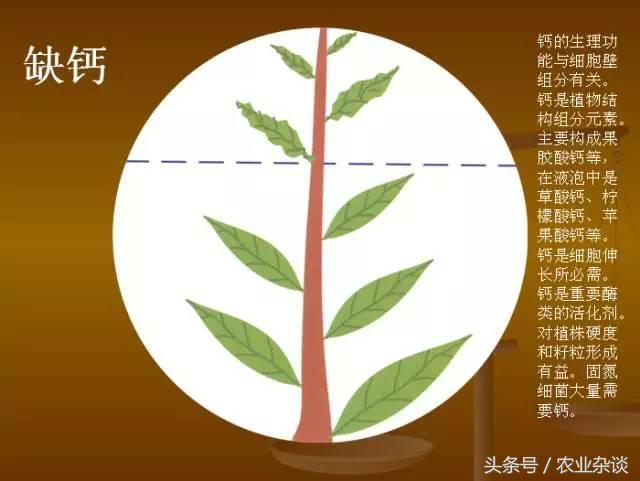 作物缺啥肥高清图片