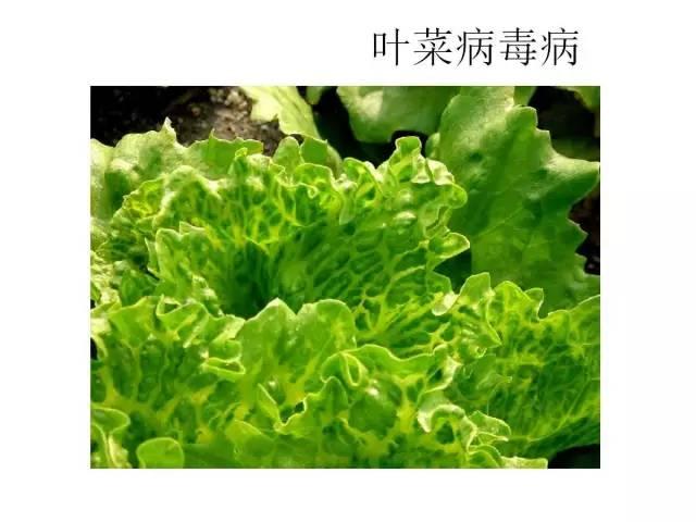 蔬菜病虫害高清图谱(蔬菜病虫害图片)