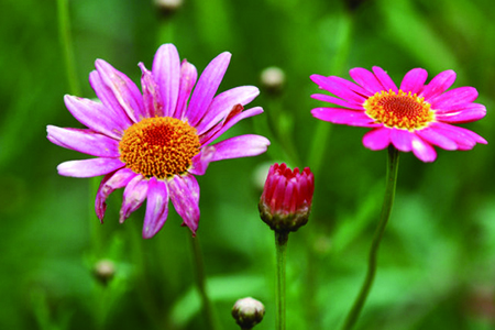 玛格丽特花的花语(玛格丽特花后怎么修剪)