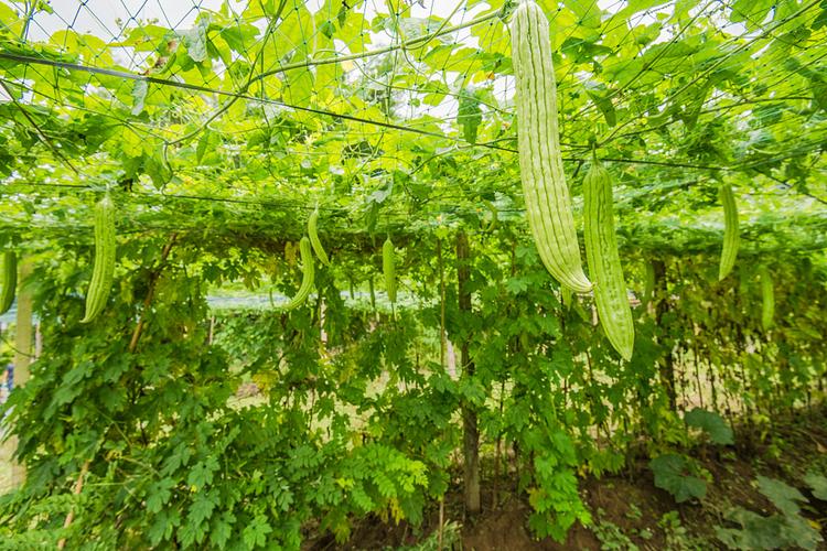 苦瓜种植管理技术要点