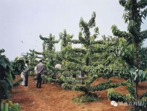 密植樱桃管理栽培技术