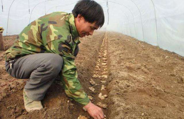 坡地生姜种植技术