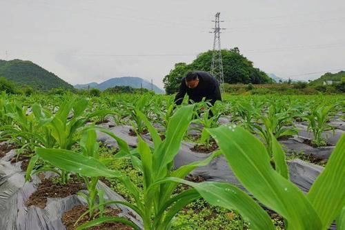 糯玉米种植技术与田间管理