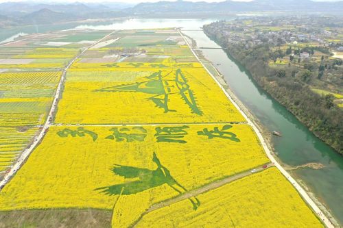 高坪油菜花基地