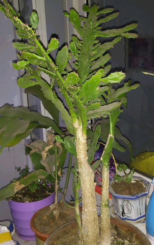 仙人掌种植技巧