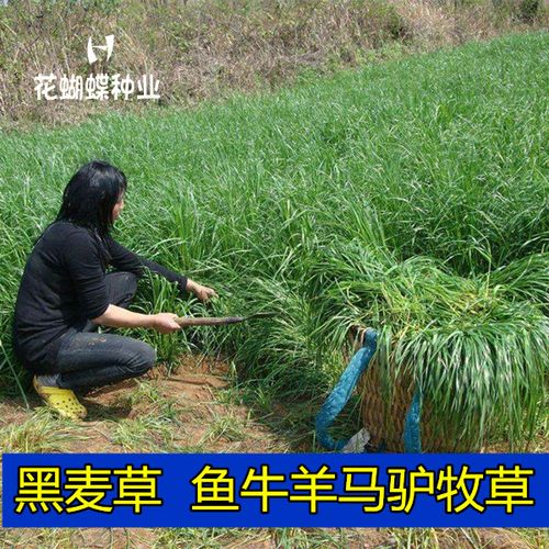 黑麦草的种植方法视频