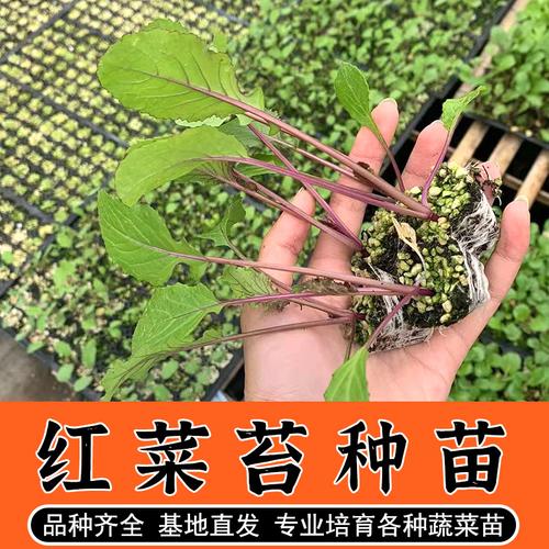 湖南红菜苔种植技术