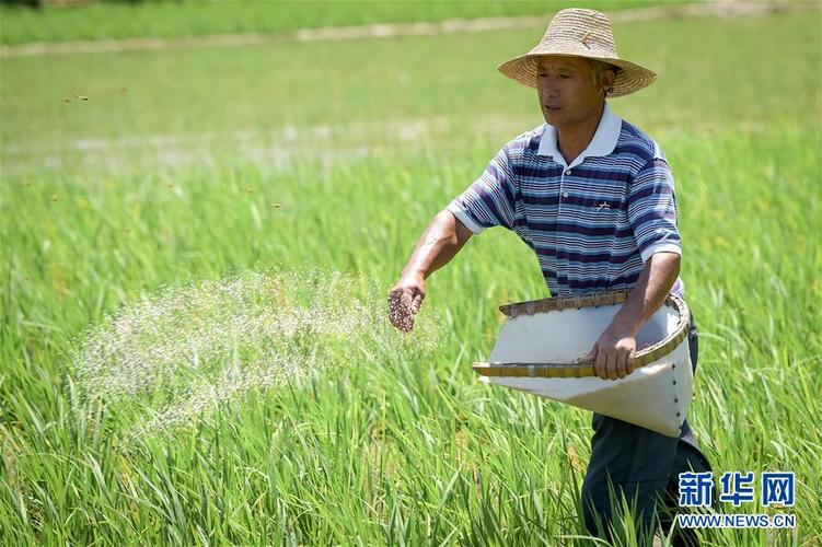 安徽水稻种植技术人员(安徽省水稻种植面积)