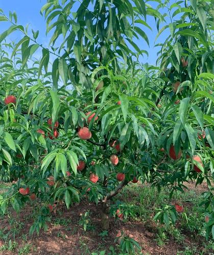 桃树种植方法和栽培技术(茶桃树在什么条件下种植)