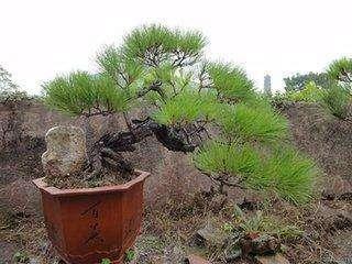 山松种植技术(庭院种植山松好吗)