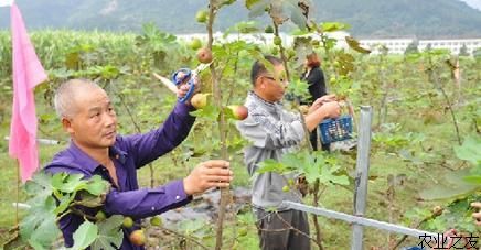 无花果种植管理技术