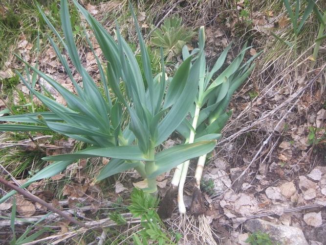 野山葱种植技术(野山葱种子)