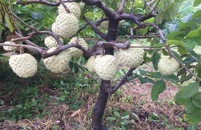 释迦果树种植办法(释迦果树种植方法)