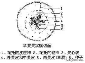 花、果形成过程(花果的生长过程)