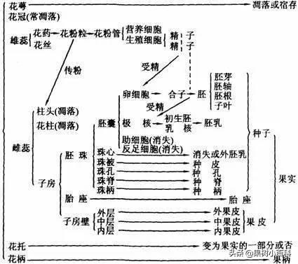 花、果形成过程(花果的生长过程)