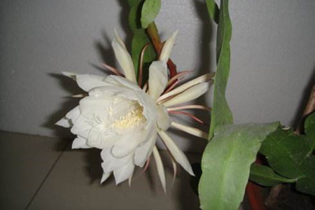 昙花怎么样施肥(昙花怎么养才能开花)