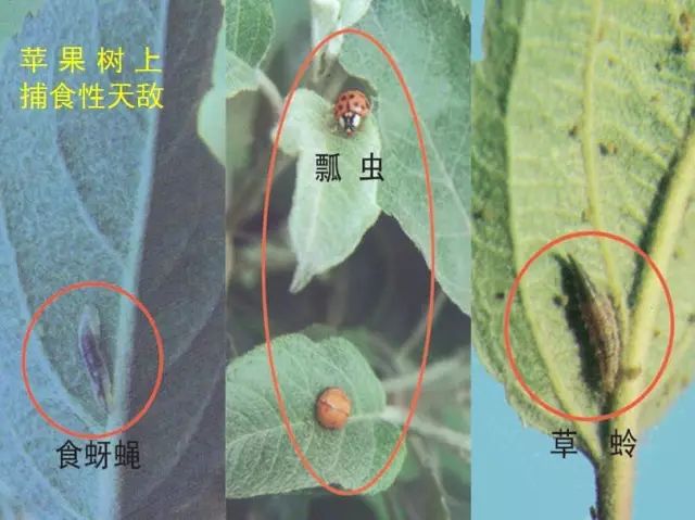 解读果树绿色防控技术，生态防控 物理防治 生物防治