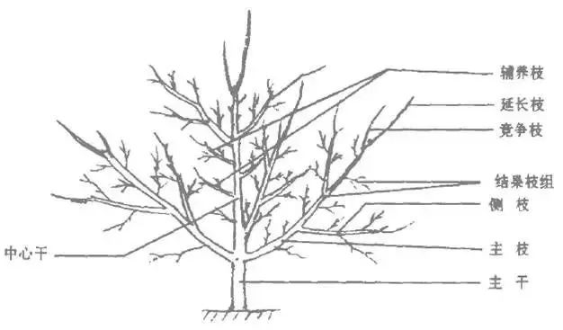 果树修剪的基本知识(果树修剪的基本方法和作用)