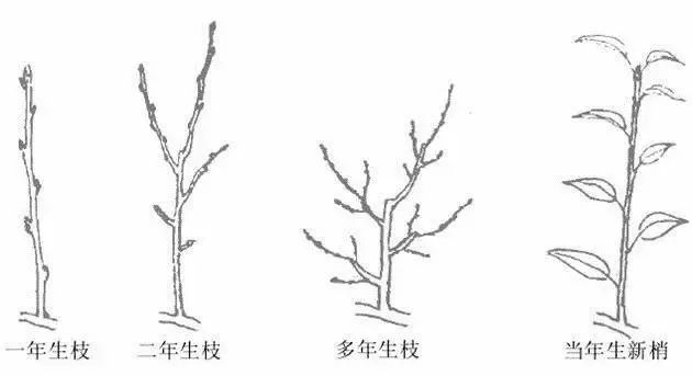 果树修剪的基本知识(果树修剪的基本方法和作用)