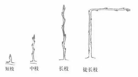 果树修剪的基本知识(果树修剪的基本方法和作用)