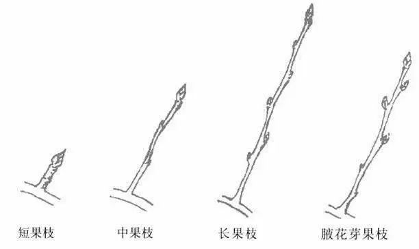 果树修剪的基本知识(果树修剪的基本方法和作用)