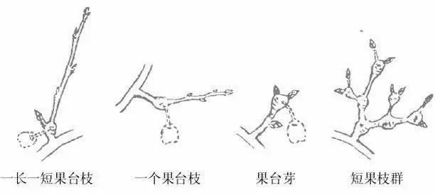 果树修剪的基本知识(果树修剪的基本方法和作用)