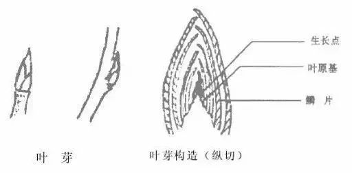 果树修剪的基本知识(果树修剪的基本方法和作用)